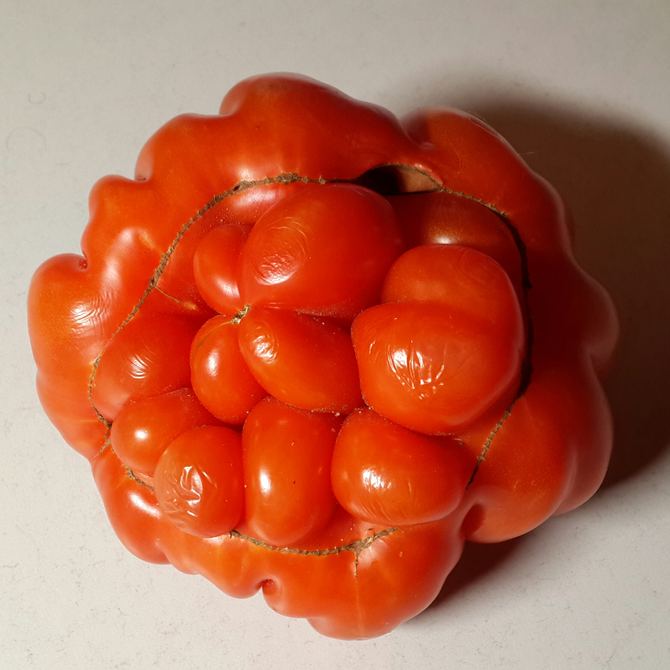 помидорка-роза, вид с попки