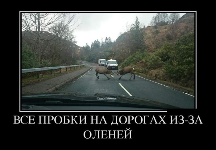 Пробки на дорогах