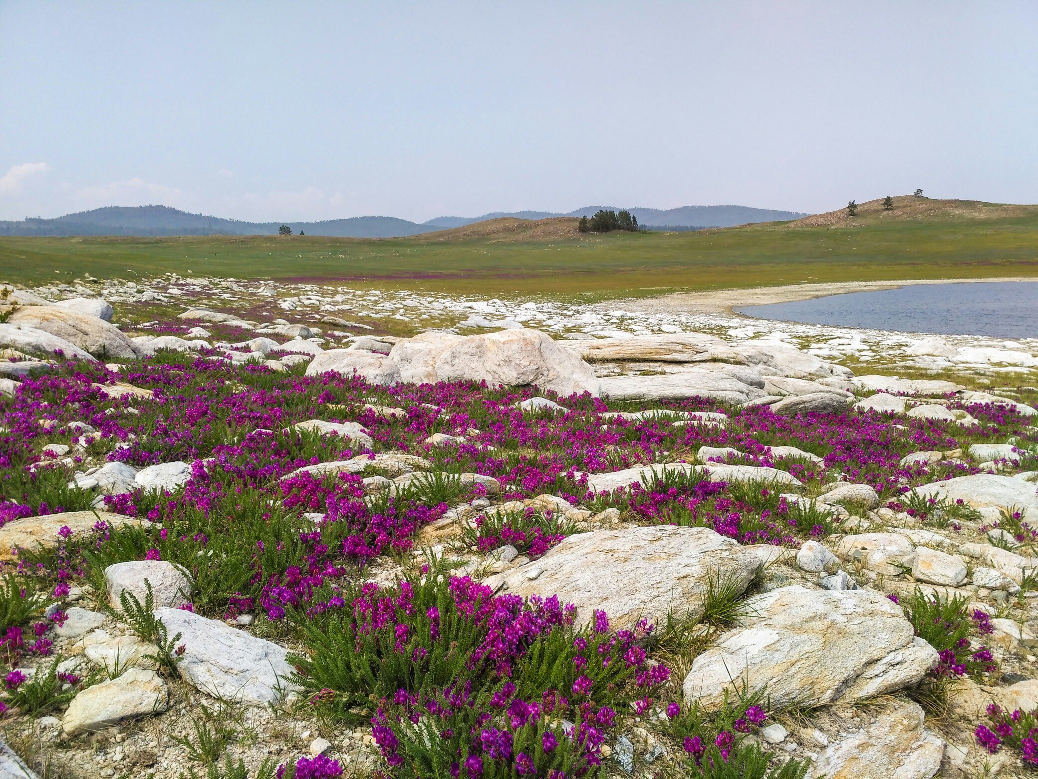 Цветущие Тажераны