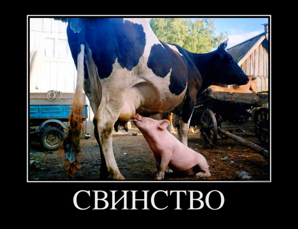 Свинство