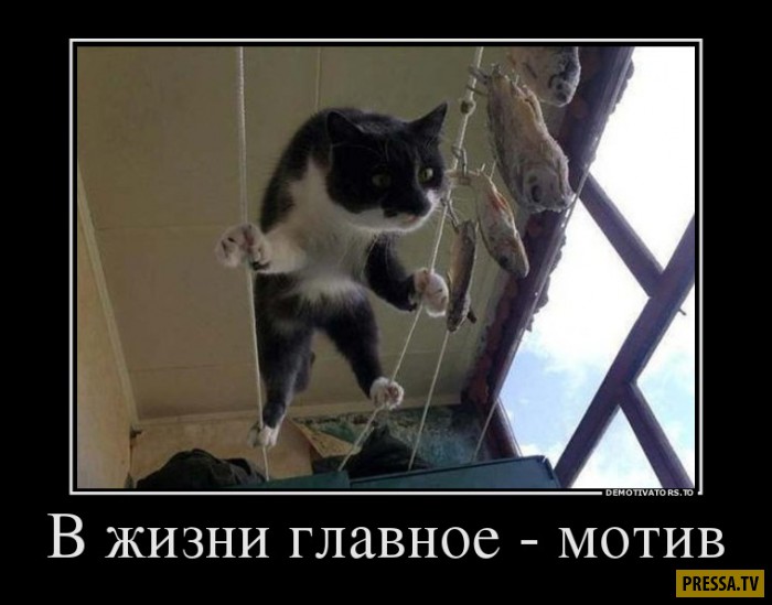 Мотив