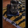 Котэ Котэ