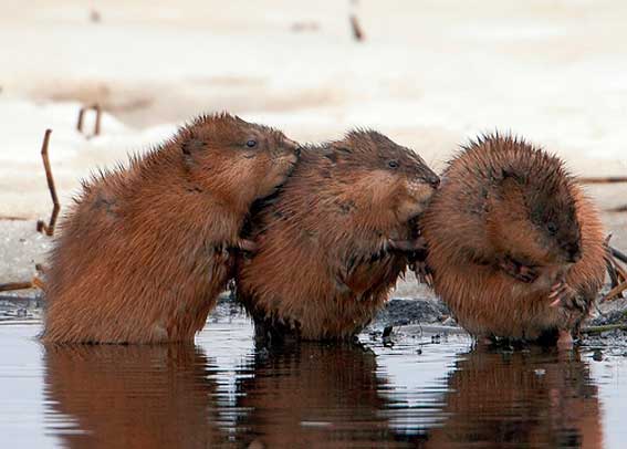 Три ондатра обсуждают проэкт планировки застройки парка им. 10 летия Ангарска