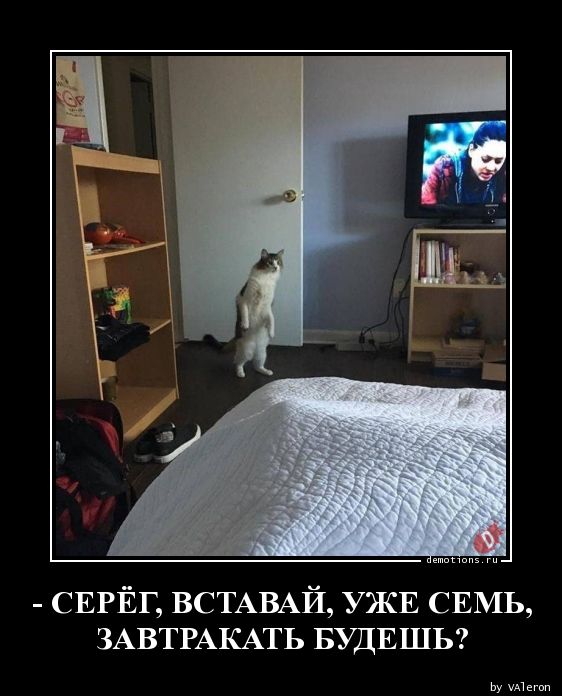 Сирёга, вставай!