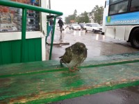 печальный голубь с остановки Лола ....