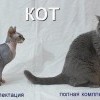 Кот