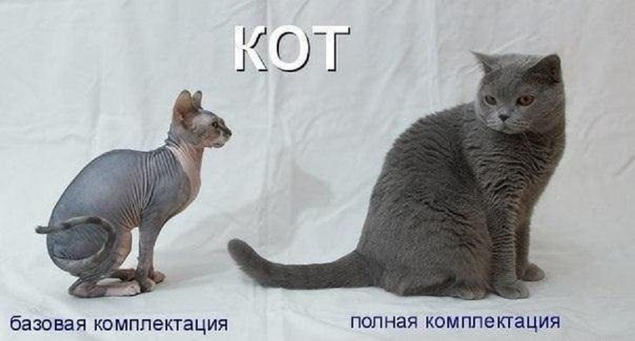 Кот