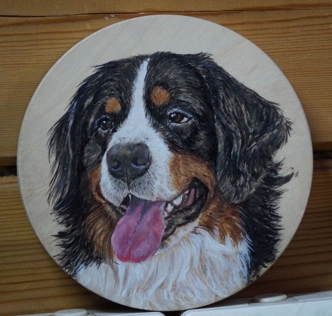 бернские зенненхунды