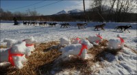 Гонки на собачьих упряжках