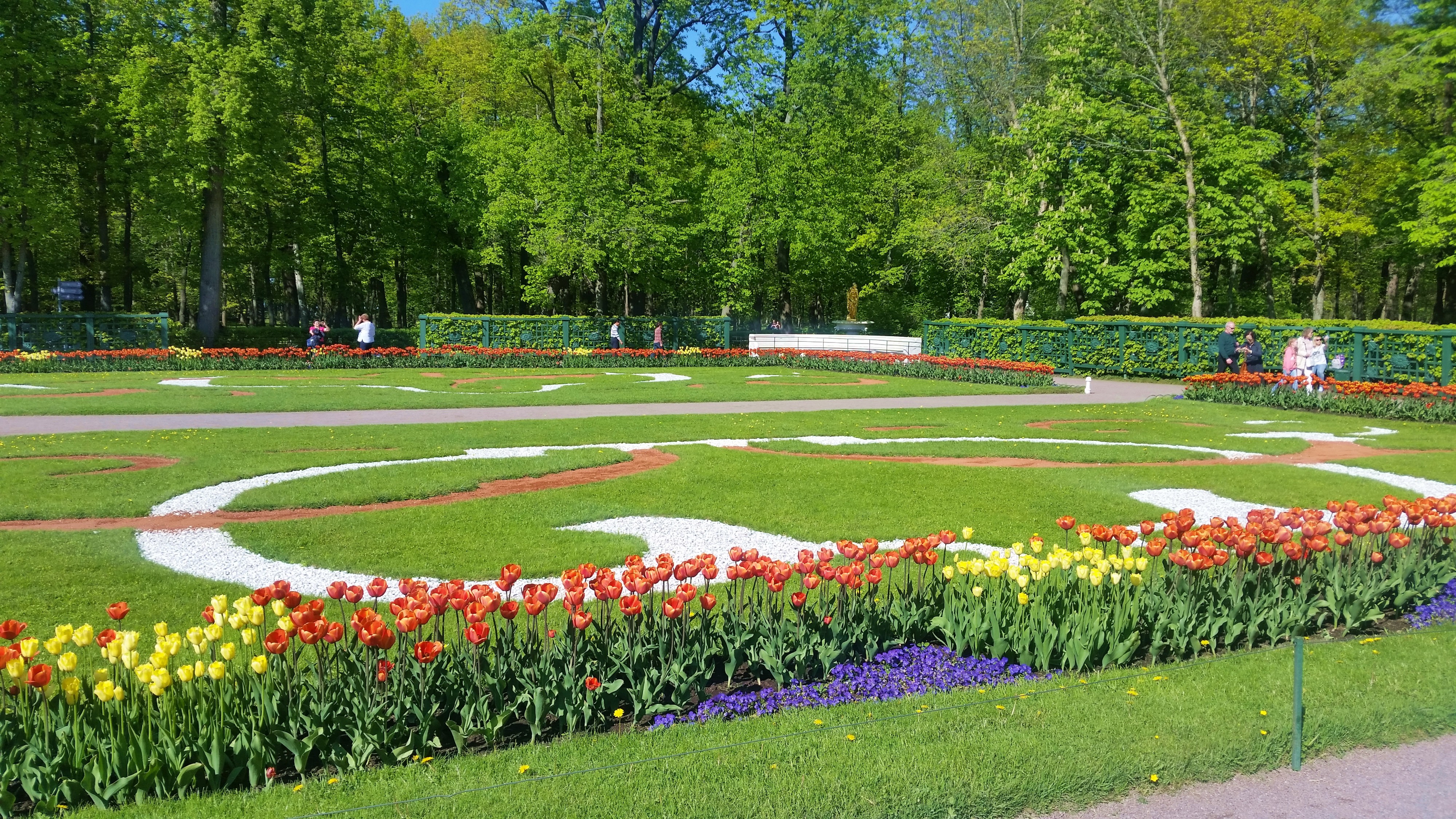 Моё, Санкт-Петербург, город, хорошо, Петергоф