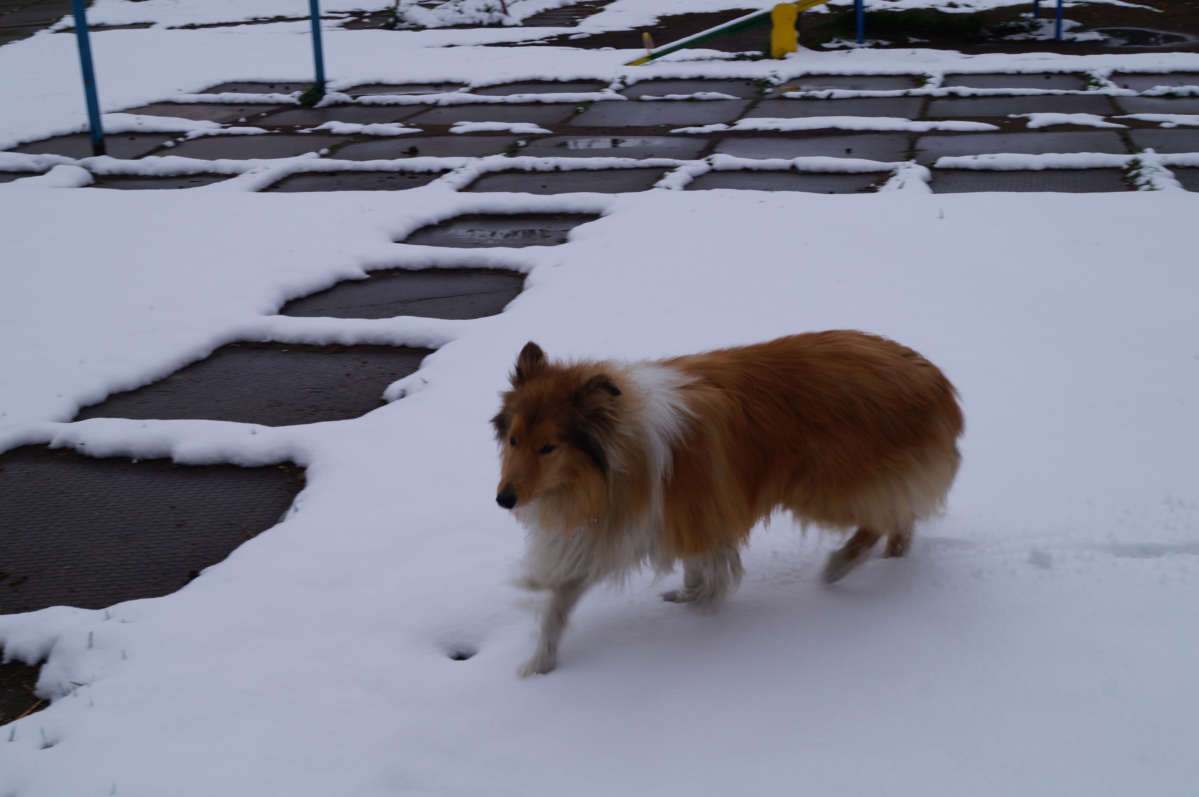 Колли на снегу