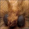 макрофото