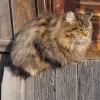 Зимний кот, украшающий забор садоводства "Расцвет"