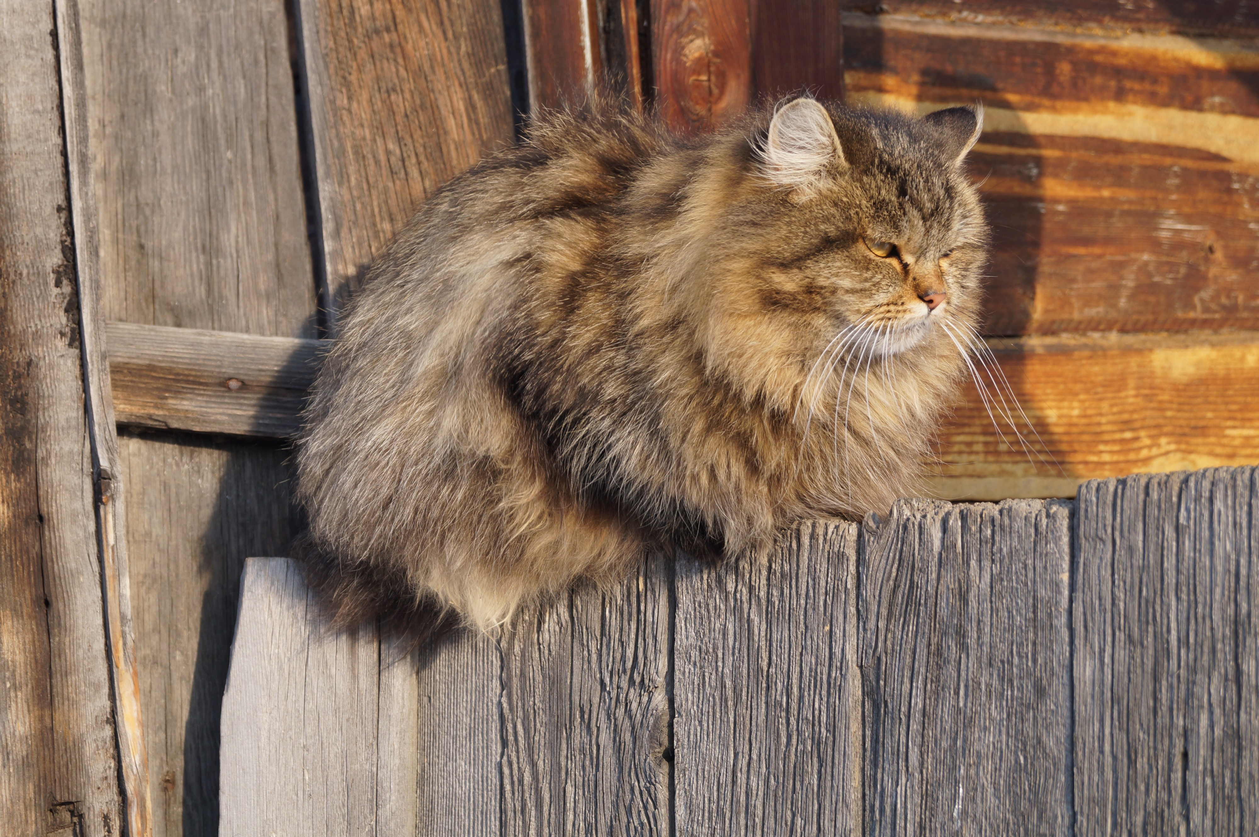 Зимний кот, украшающий забор садоводства "Расцвет"