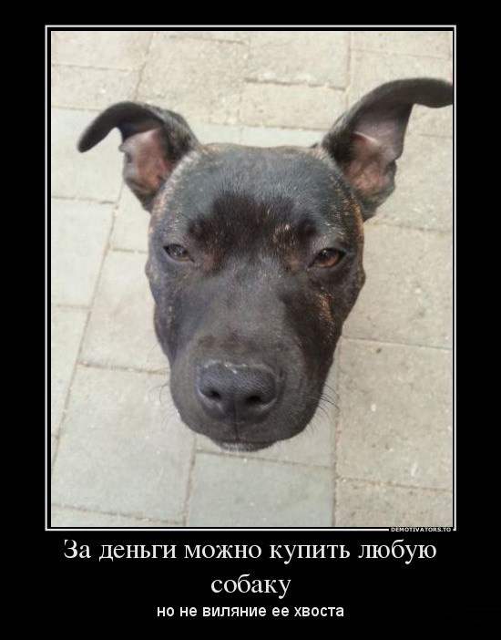 Можно купить любую собаку