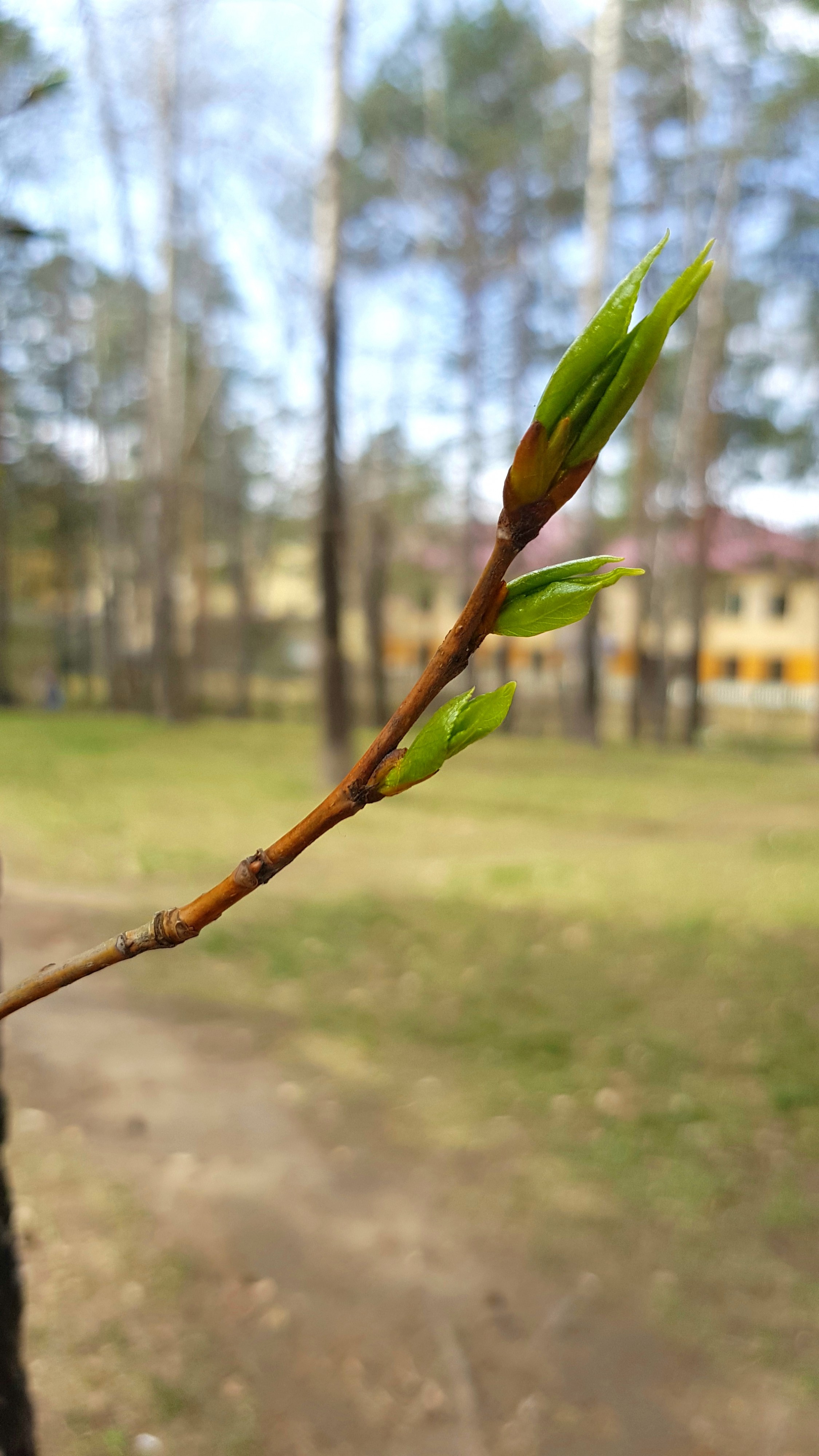 веточка)))))))