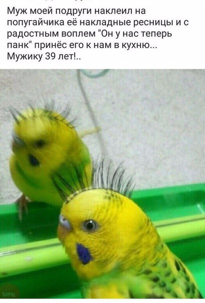 Попугайчик-панк