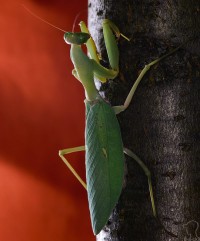 богомол богомол