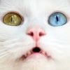 Котэ Небо и Земля