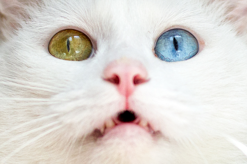 Котэ Небо и Земля