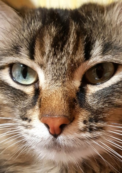 Пушог-голова))))