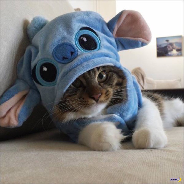 Котейка