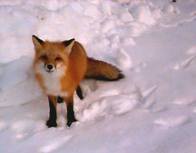 Фокси после бани и в сугроб!