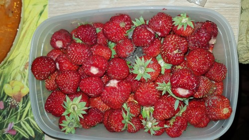 Ягоды хватит всем!)))))))