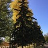 Осень в разгаре Осень в разгаре