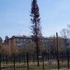 Засохшая кривая пихта - символ местного самоуправления Засохшая кривая пихта - символ местного самоуправления