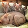 Котэ