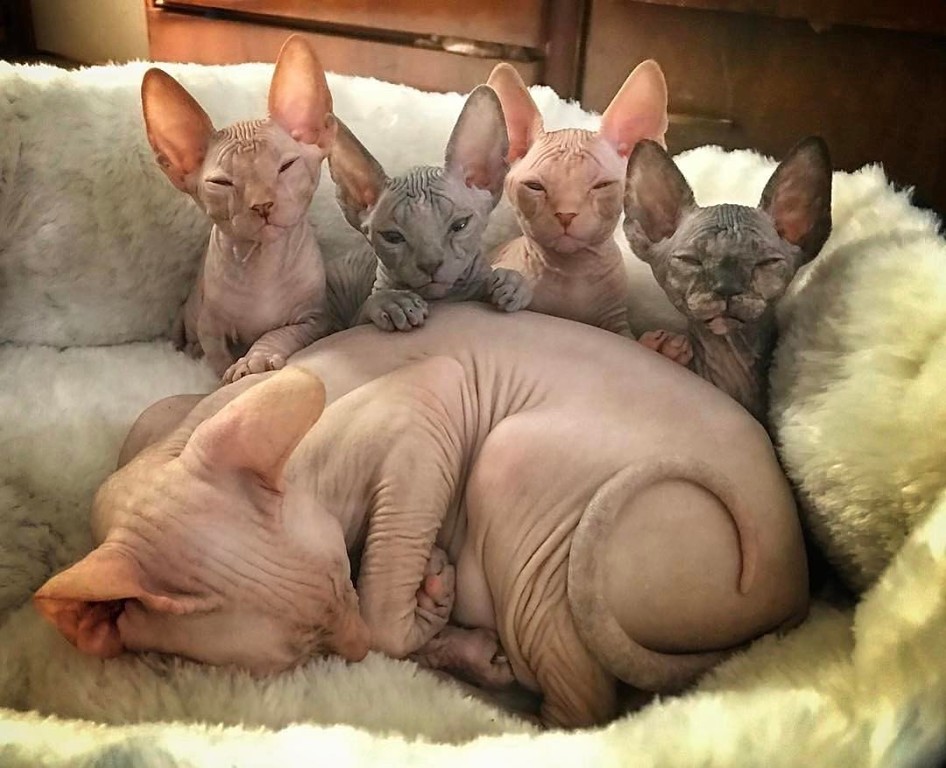 Котэ