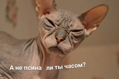 а не псина ли ты часом?