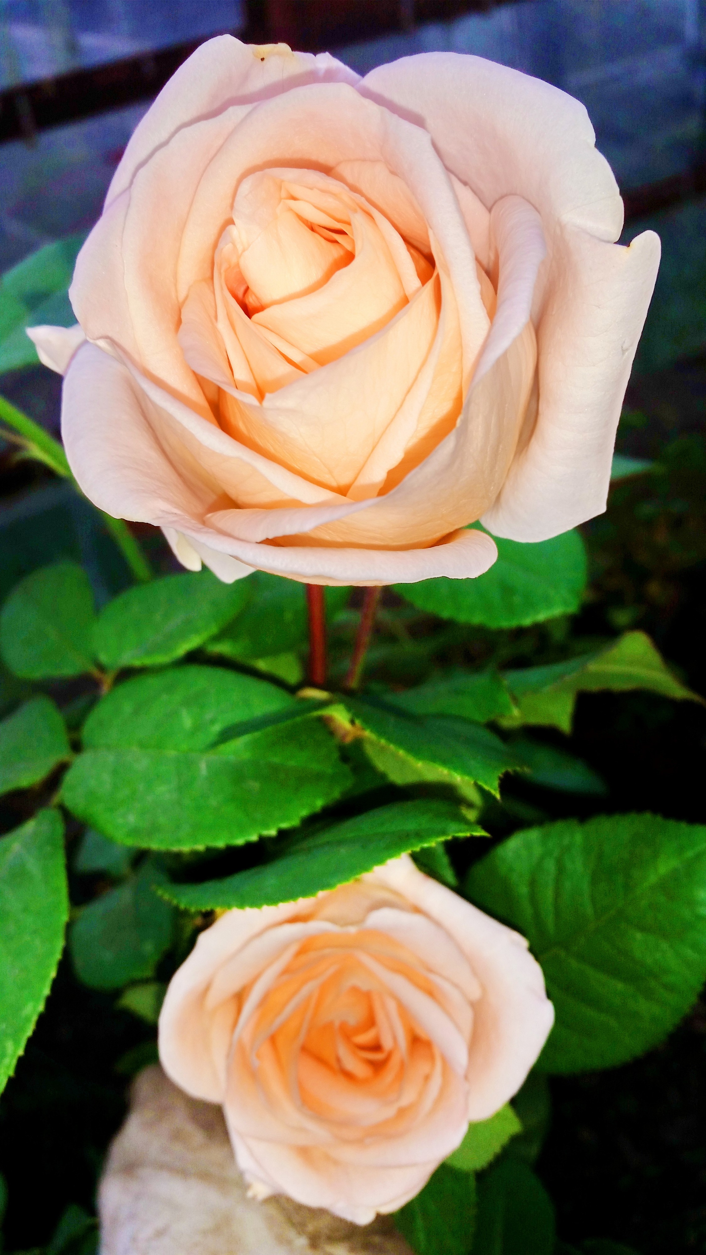 асенняя роза розавая))))))