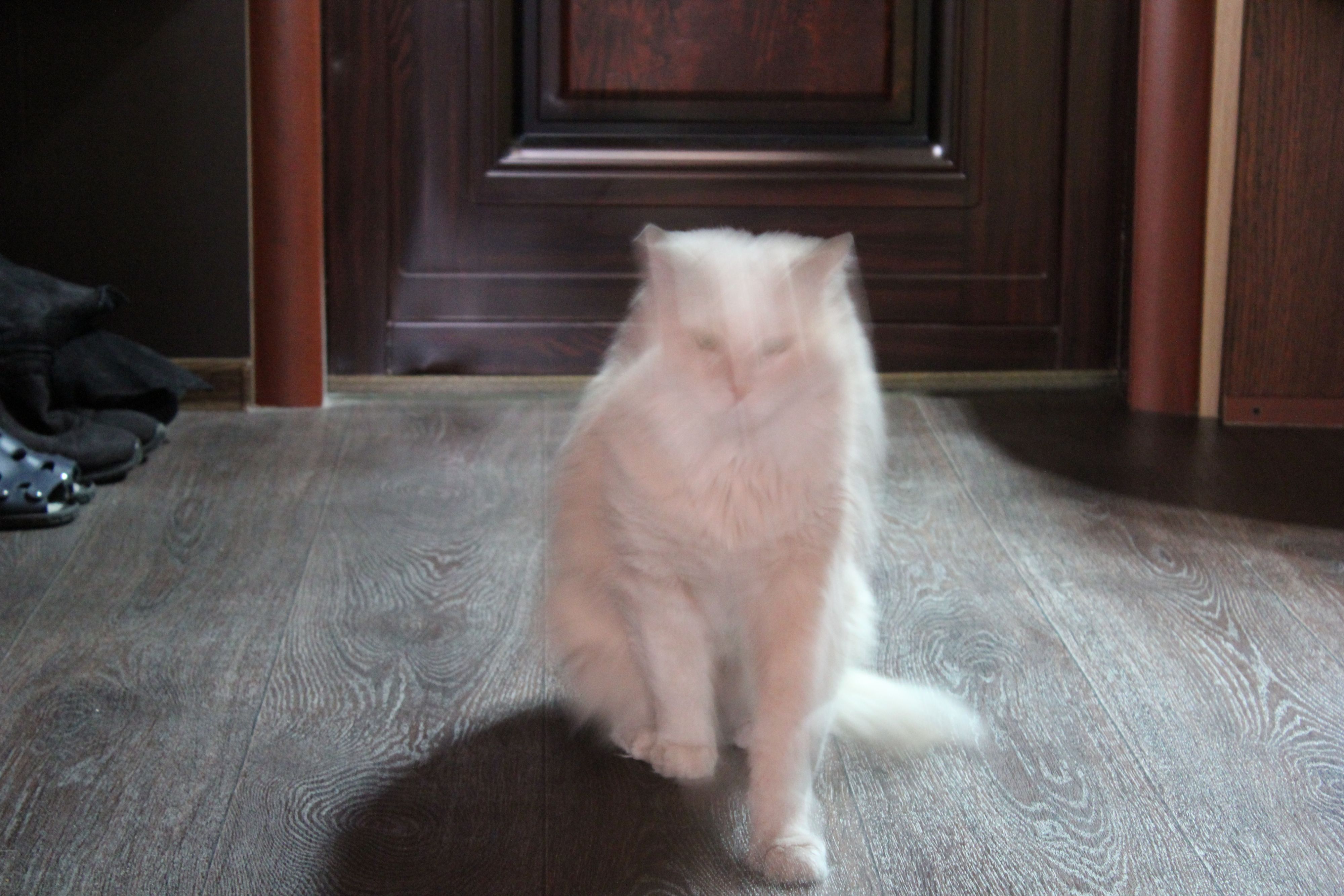 Кот-привидение)))