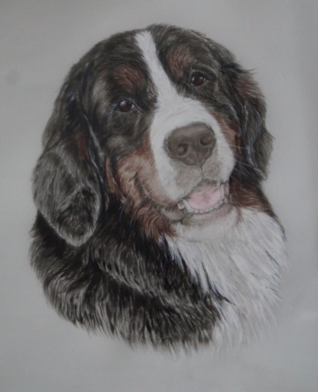 бернские зенненхунды