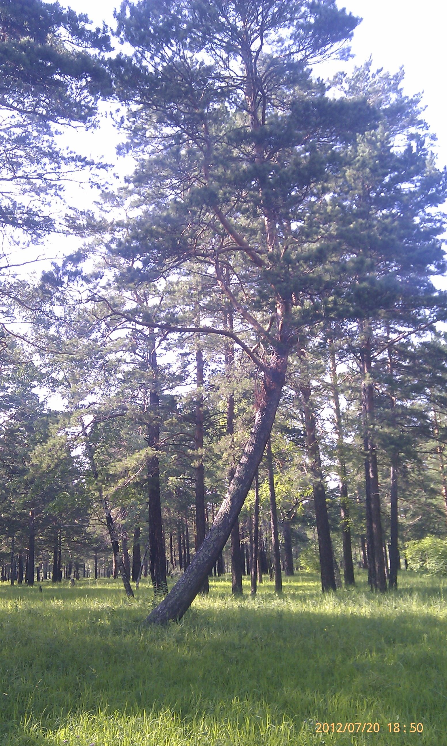 Полукруглое дерево)))))