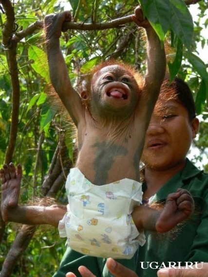 Две зверушки