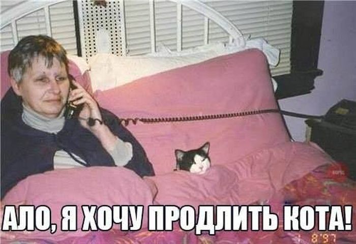 кот на час