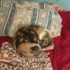 Южный котэ