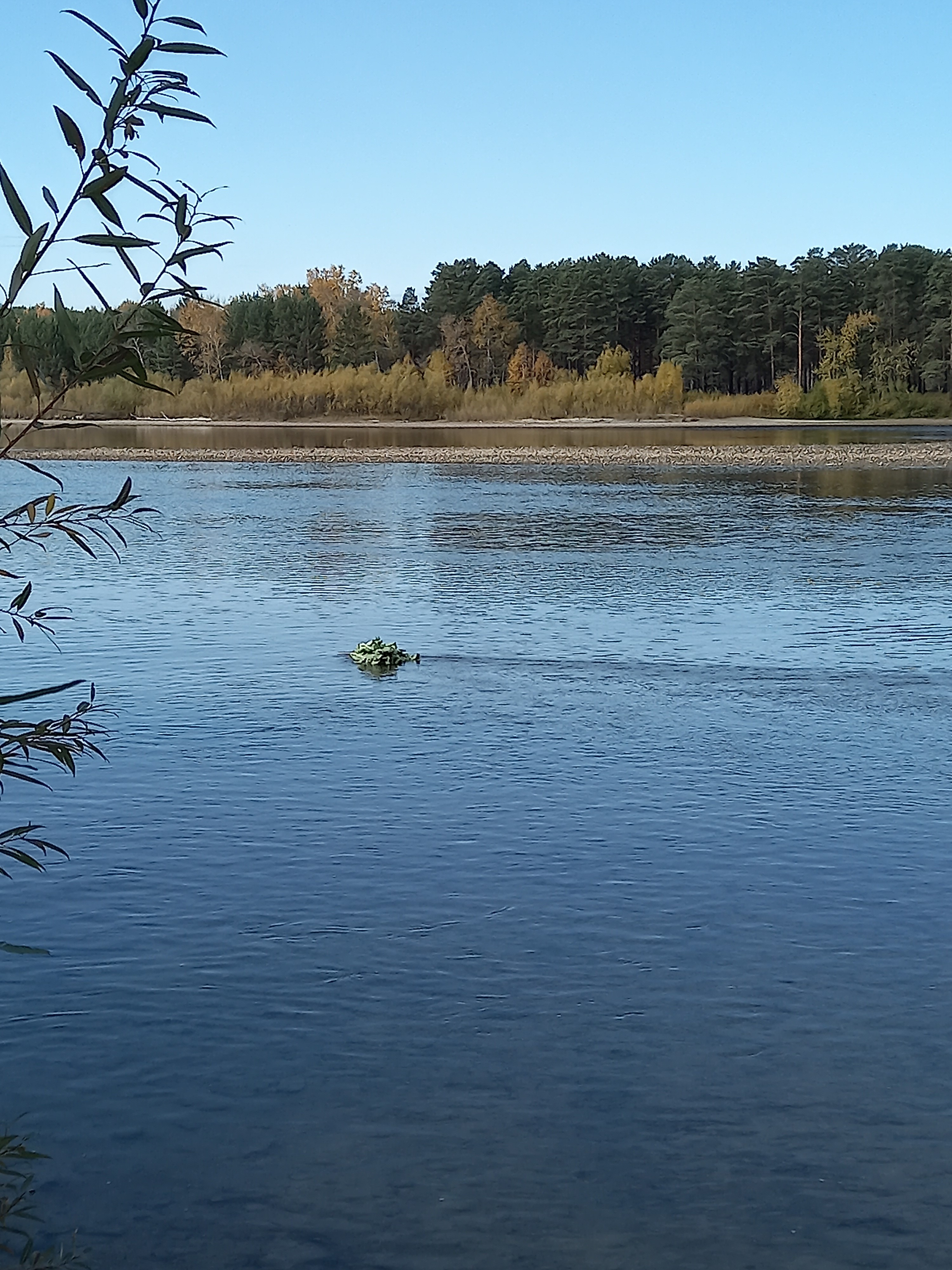 Что за куст посреди реки?