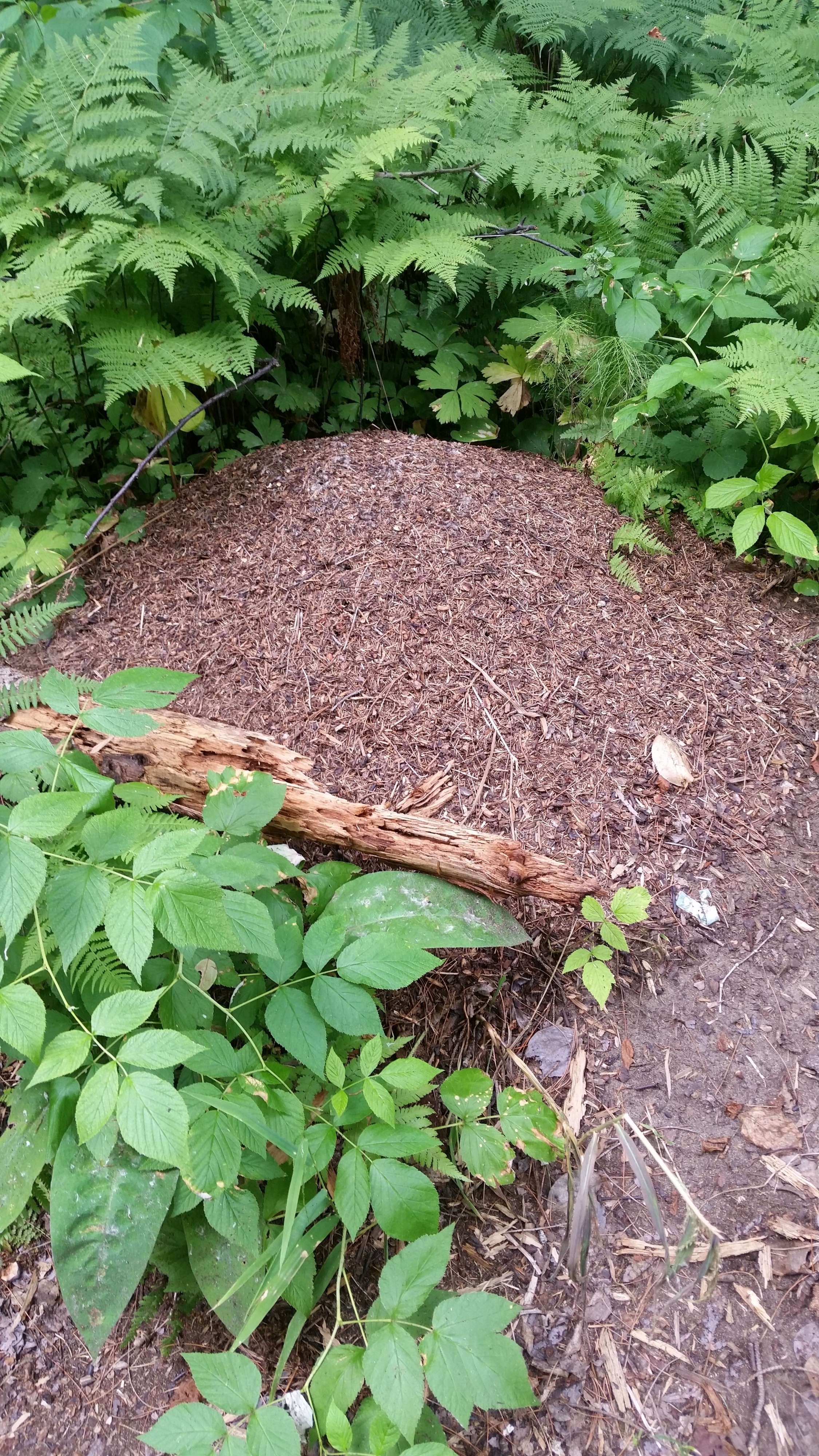 муравейниг))))))