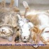 Любимые коты