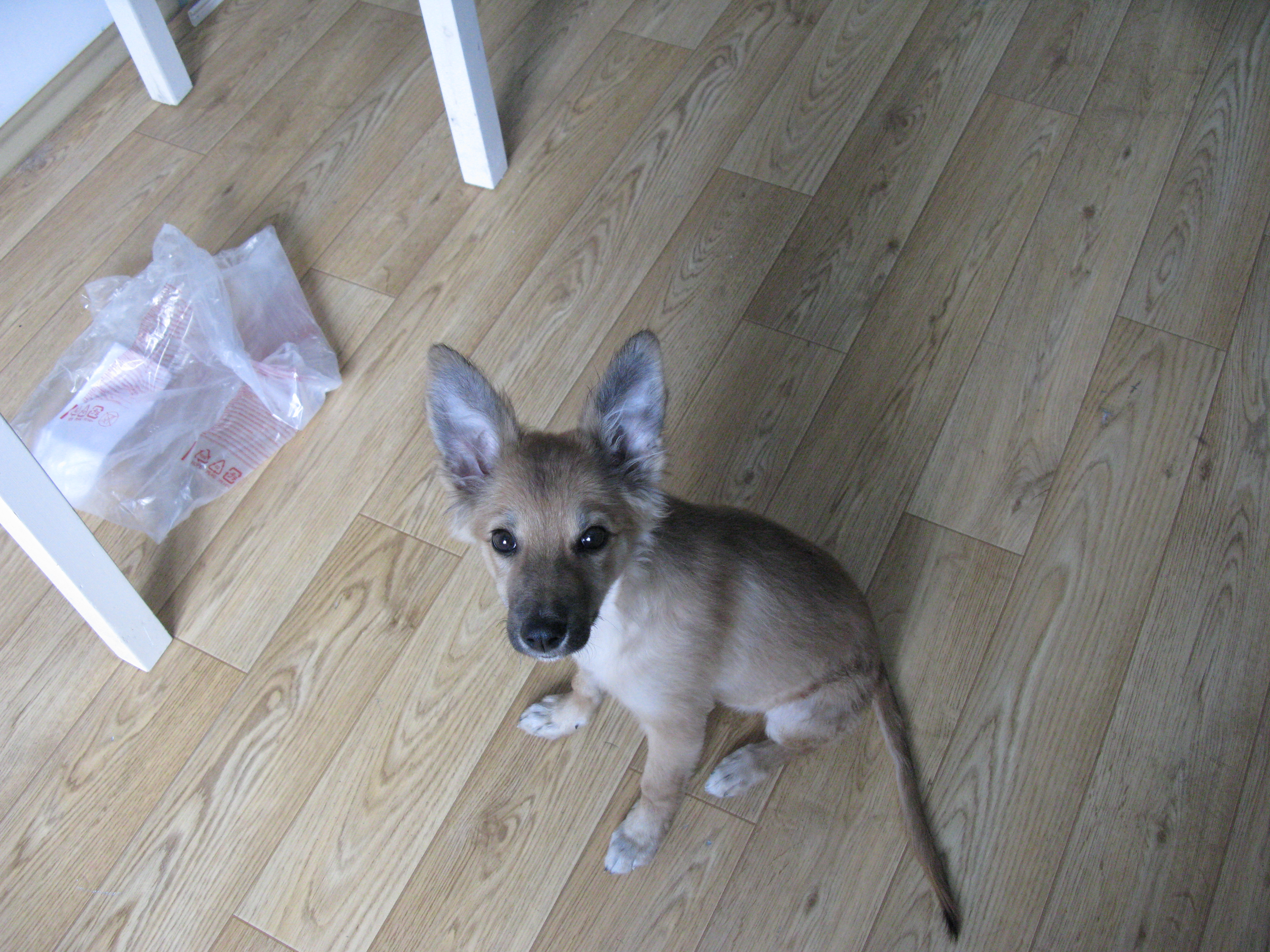 Найдена собака (щенок) в районе 29 мкр. 