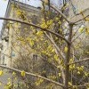 Что за куст?