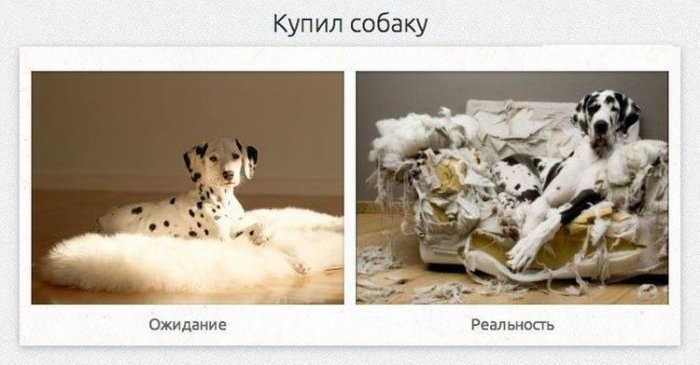 Собака