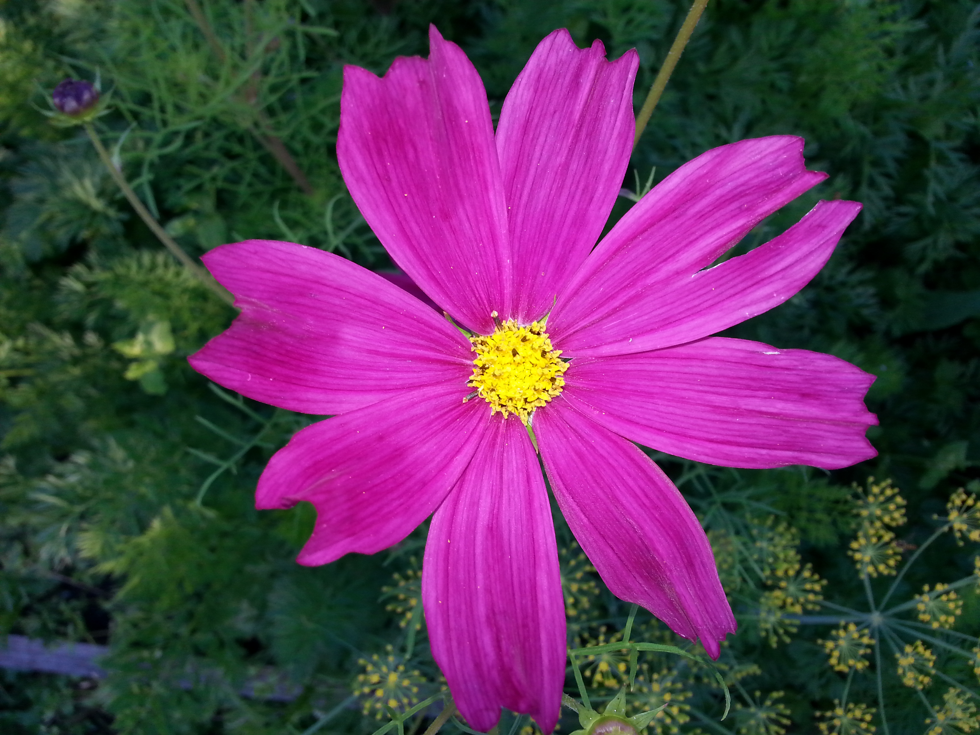 Космеища)))))