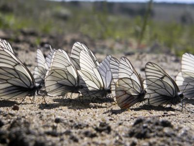 Марш бабочек
