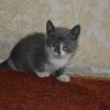 котенок_серый