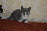 котенок_серый